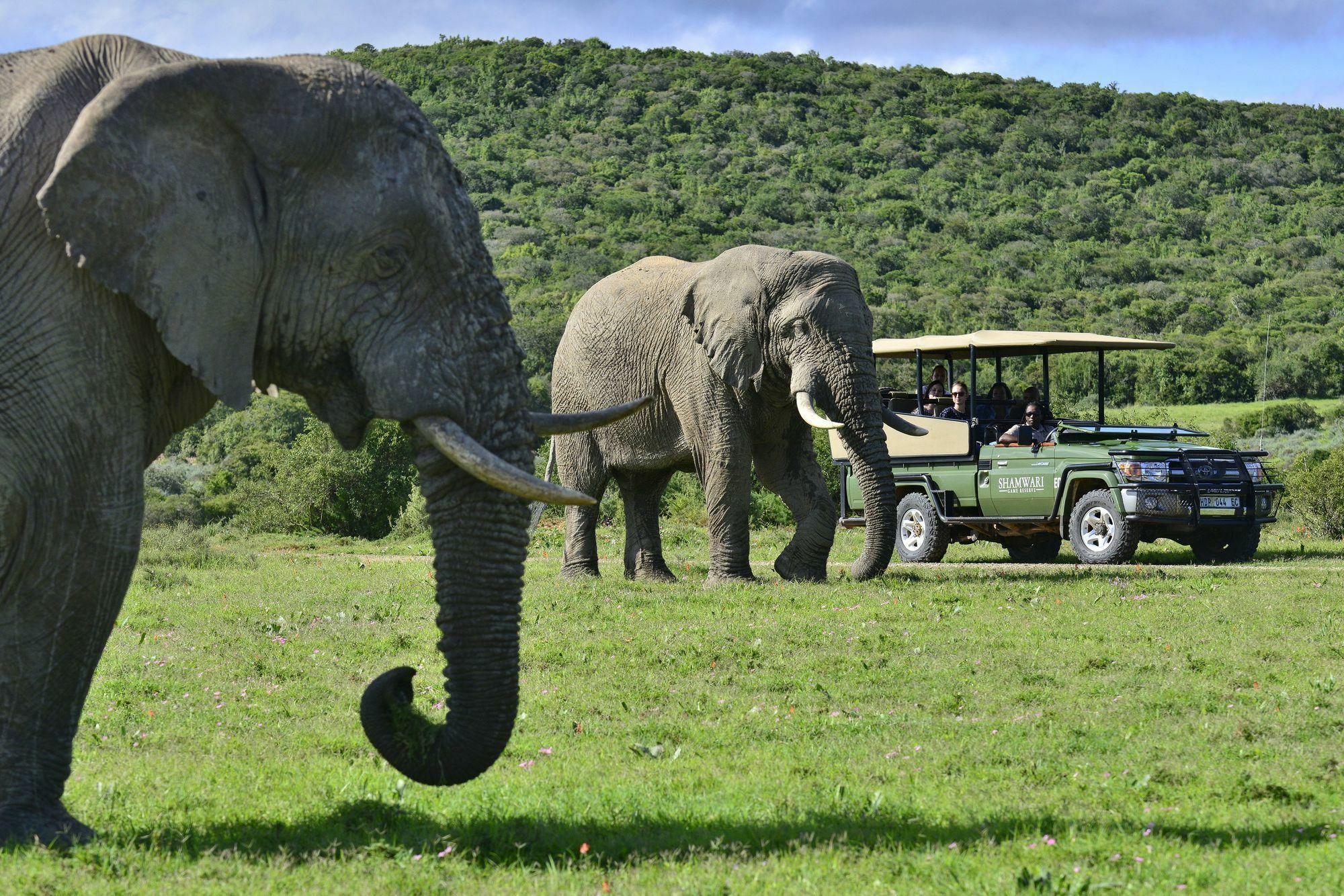 Shamwari Game Reserve Port Elizabeth Zewnętrze zdjęcie